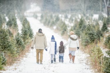 Ask the Master Gardener: Plenty to consider when picking a Christmas tree
