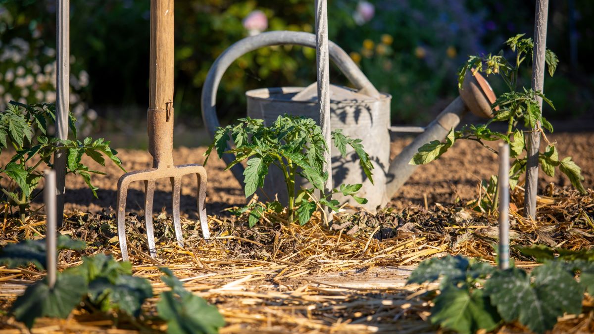 Heat- & Drought-Tolerant Veggies for Your Climate-Resilient Garden