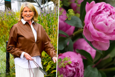 Martha Stewart reveals the secrets of her cut flower garden – and how you can create your own